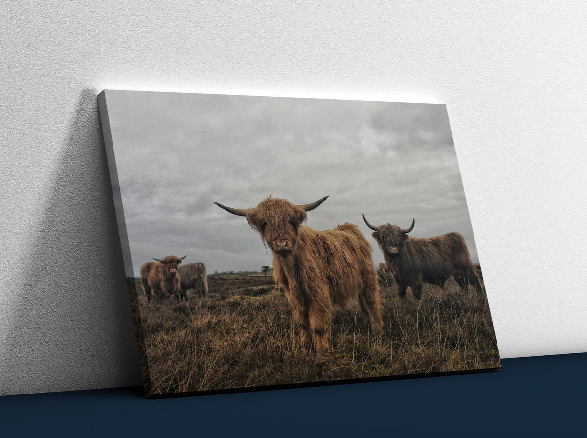 Highland Cows Canvas Wall Art Print Highland Cow Canvas Print Canada