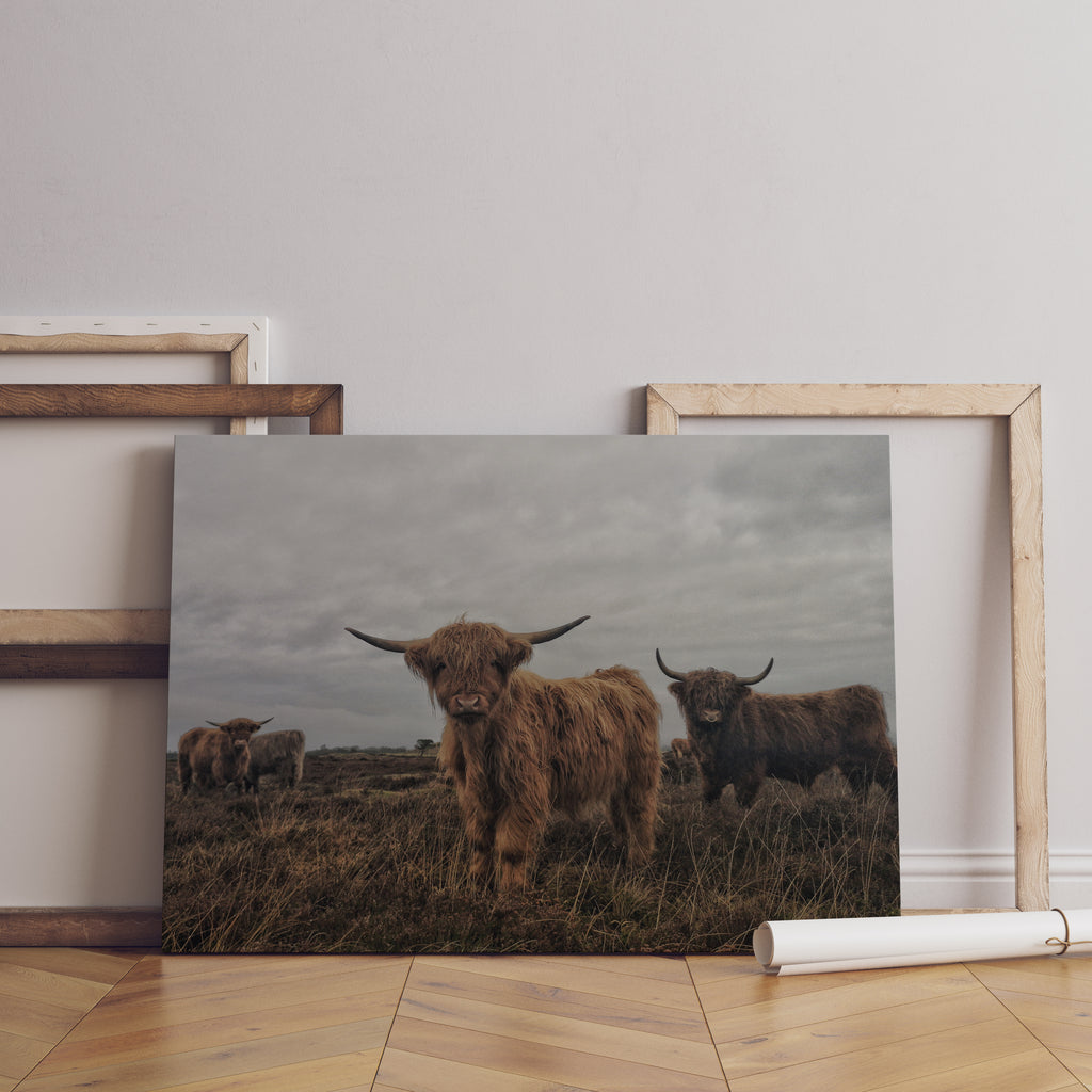 Highland Cows Canvas Wall Art Print | Canvas wall art print by Wall Nostalgia. Custom Canvas Prints, Made in Calgary, Canada | Large canvas prints, framed canvas prints, Highland Cow Canvas Art Print | Highland Cow Prints, Highland Cattle Canvas, Highland Cattle Print, Highland Cow Art Print, Highland Cow Canvas Art