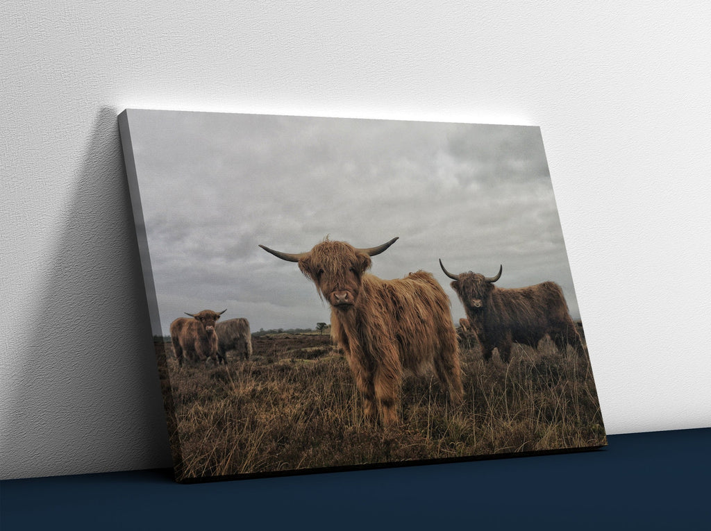 Highland Cows Canvas Wall Art Print | Canvas wall art print by Wall Nostalgia. Custom Canvas Prints, Made in Calgary, Canada | Large canvas prints, framed canvas prints, Highland Cow Canvas Art Print | Highland Cow Prints, Highland Cattle Canvas, Highland Cattle Print, Highland Cow Art Print, Highland Cow Canvas Art