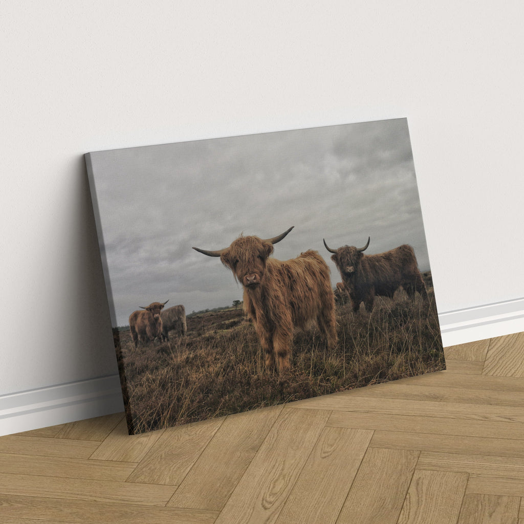 Highland Cows Canvas Wall Art Print | Canvas wall art print by Wall Nostalgia. Custom Canvas Prints, Made in Calgary, Canada | Large canvas prints, framed canvas prints, Highland Cow Canvas Art Print | Highland Cow Prints, Highland Cattle Canvas, Highland Cattle Print, Highland Cow Art Print, Highland Cow Canvas Art