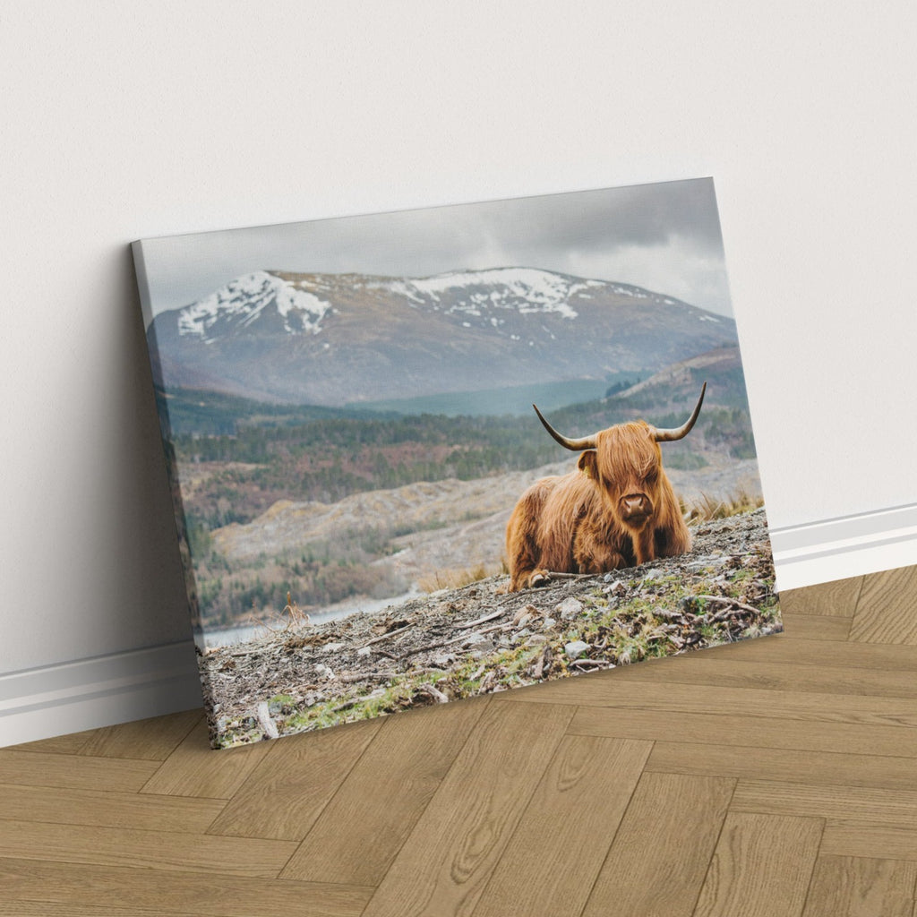Highland Cow Canvas Print Highland Cattle Canvas Art Prints Canada highland-cow-canvas-print-highland-cattle-canvas-art-prints-canada