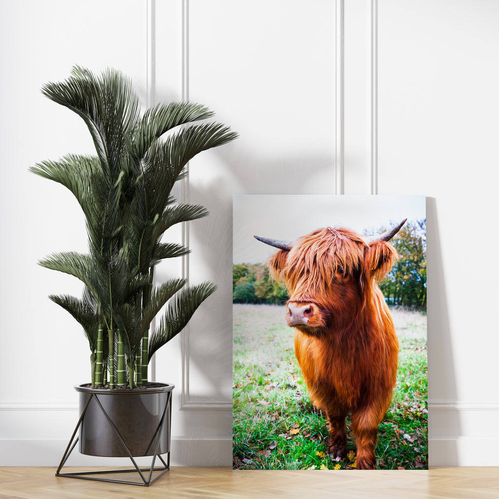 Highland Cow Print | Canvas wall art print by Wall Nostalgia. FREE SHIPPING on all orders. Custom Canvas Prints, Made in Calgary, Canada | Large canvas prints, framed canvas prints, Highland Cow Wall Art Print | Canvas art print, Highland Cow Print, Highland Cattle Print, Highland Cow Canvas, Highland Cattle Canvas