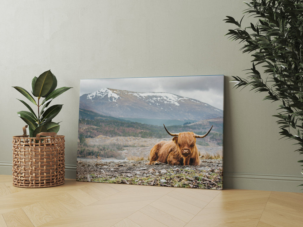 Highland Cow Print | Canvas wall art print by Wall Nostalgia. FREE SHIPPING on all orders. Custom Canvas Prints, Made in Calgary, Canada | Large canvas prints, framed canvas prints, Highland Cow Canvas Print | Canvas wall art, Highland Cattle Art, Highland Cow Canvas, Highland Cow Art Print, Highland Cow Wall Art Print