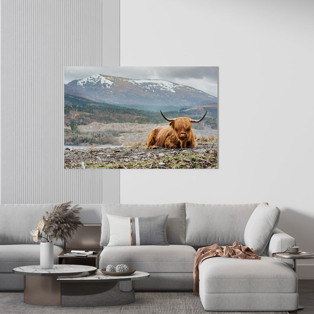 Highland Cow Print | Canvas wall art print by Wall Nostalgia. FREE SHIPPING on all orders. Custom Canvas Prints, Made in Calgary, Canada | Large canvas prints, framed canvas prints, Highland Cow Canvas Print | Canvas wall art, Highland Cattle Art, Highland Cow Canvas, Highland Cow Art Print, Highland Cow Wall Art Print